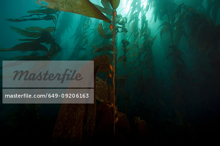 Giant kelp floating underwater