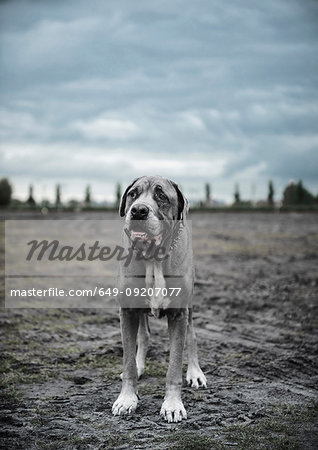 Portrait of large grey dog standing on wasteland