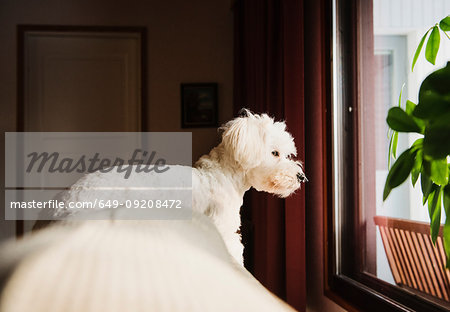 Coton de tulear dog lying on back of sofa