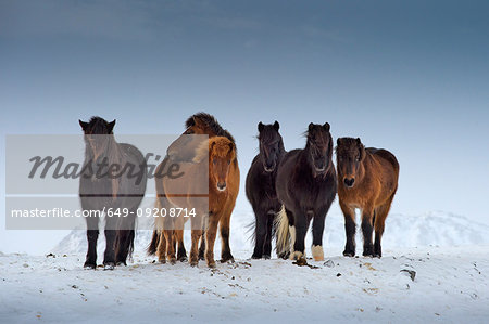 Wild horses, South Coast, Iceland
