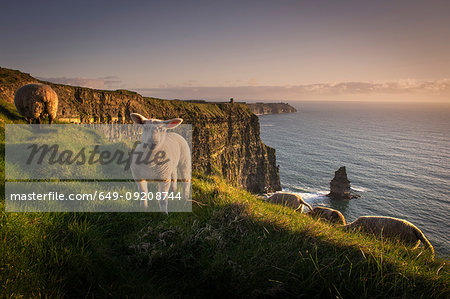 Sheep on Cliffs of Moher, Liscannor, Ireland