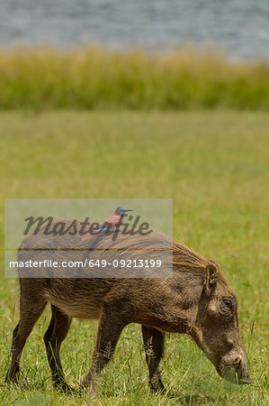Warthog with Northern Carmine Bee-eater on its back, Murchison Falls National Park, Uganda