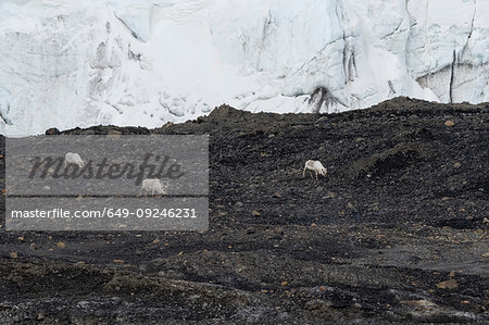 Svalbard reindeer (Rangifer tarandus) in glacier landscape, Barents Island, Svalbard, Norway