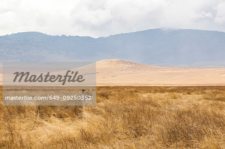 Landscape with lioness (panthera leo), Ngorongoro Crater, Ngorongoro Conservation Area, Tanzania