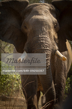 Elephant (Loxodonta africana) close up portrait, Mana Pools National Park, Zimbabwe
