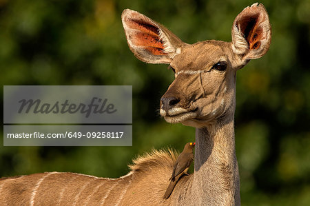 Kudu looking over it's shoulder, side view, Kruger National Park, South Africa