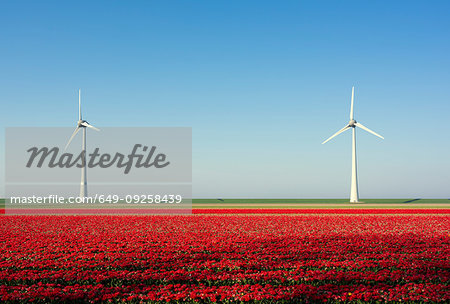 Red bulb fields in spring, wind turbines on a dyke in background, Nagele, Flevoland, Netherlands