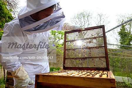 Male beekeeper removing beehive lid in walled garden