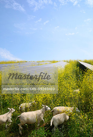 Sheep grazing mustard plants at solar farm, Geldermalsen, Gelderland, Netherlands Sheep grazing mustard plants at solar farm, Geldermalsen, Gelderland, Netherlands