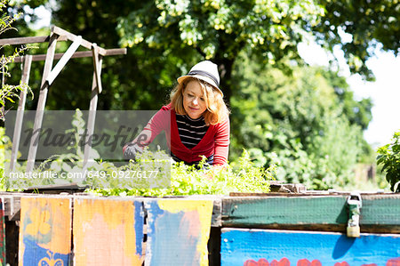 Mid adult woman tending plants in raised bed in garden, selective focus