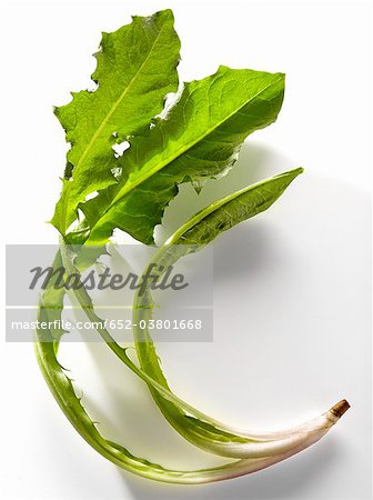 Dandelion