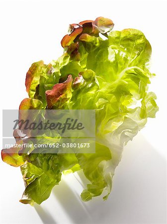 Rougette lettuce leaf