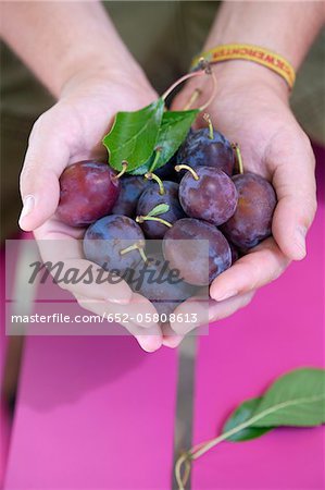 Handful of quetsch plums