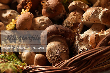 Basket of freshly gathered ceps