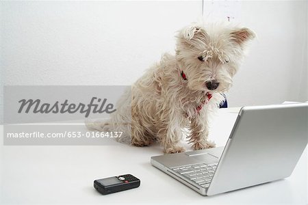 Dog Sitting On Desk In Front Of Laptop Stock Photo Masterfile