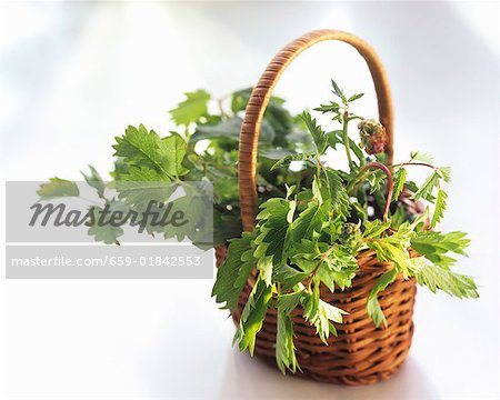 A Basket of Pimpinella