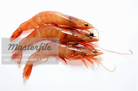 Fresh shrimps