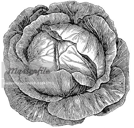 White cabbage (illustration)