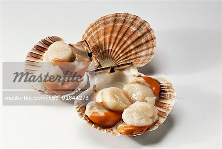 Fresh scallops in their shells