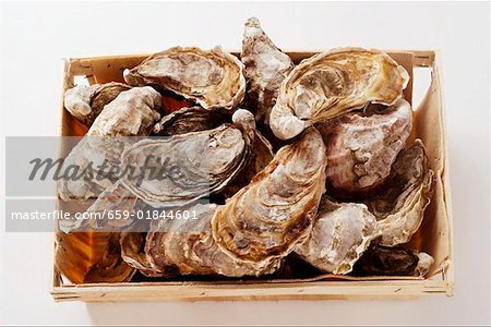 Oysters in a crate