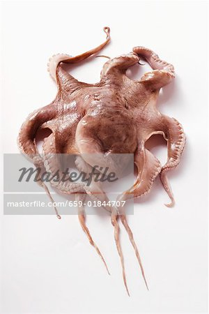 Fresh octopus