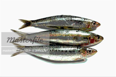 Three sardines, photographed with special effect