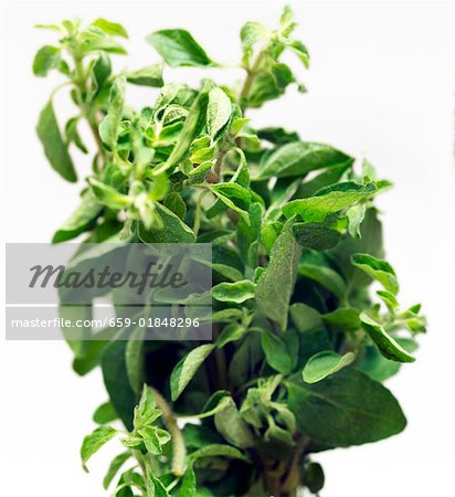 Fresh oregano