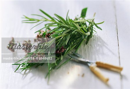 A bunch of rosemary and a pair of scissors