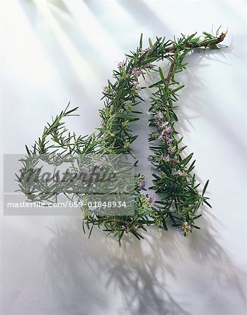 Sprigs of rosemary with flowers