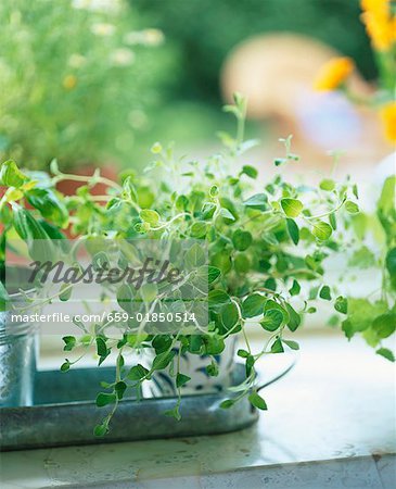 Fresh oregano