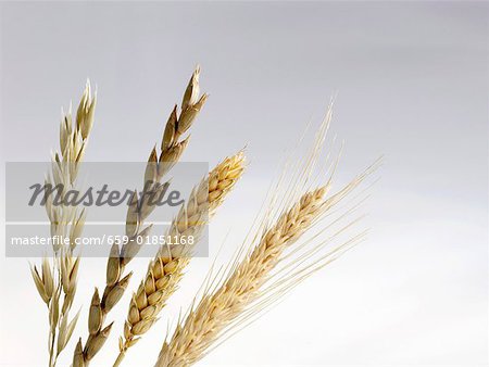 Ears of oat, spelt, wheat and barley