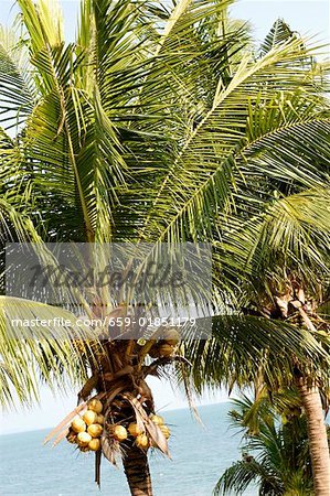 Palm trees with coconuts (Thailand)