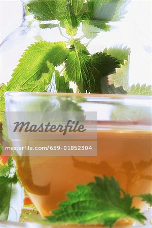 Peppermint tea in a glass cup Peppermint tea in a glass cup