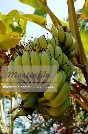 Bunch of Yellow Bananas