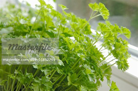 Parsley plant by window