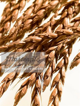 Ears of spelt wheat on white background