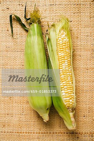 Two corn cobs with husks