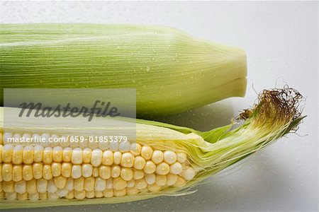 Two corn cobs with husks and silk
