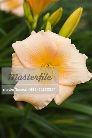 Salmon-coloured lily