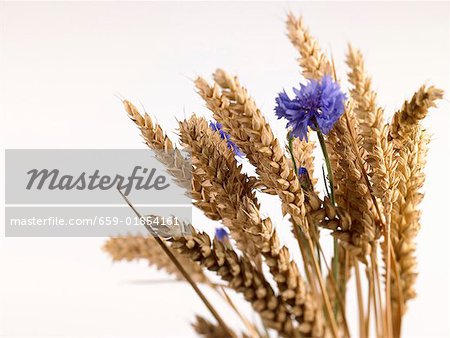 Ears of wheat