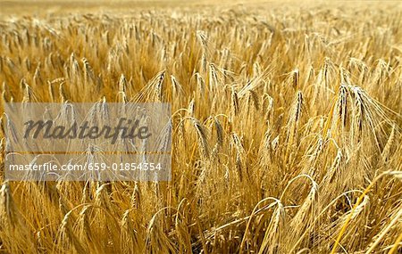 Field of barley