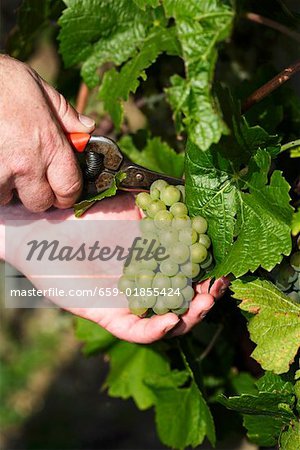 Cutting Weissburgunder grapes from the vine