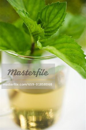 A sprig of fresh mint in tea glass