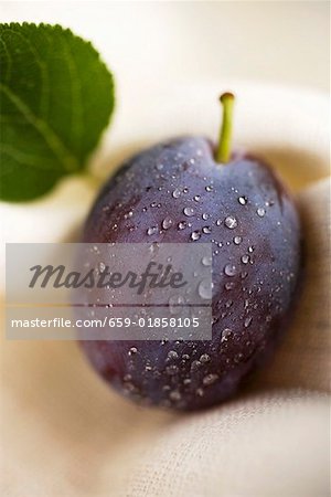 Plum with drops of water and leaf