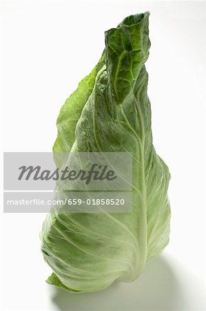 A pointed cabbage