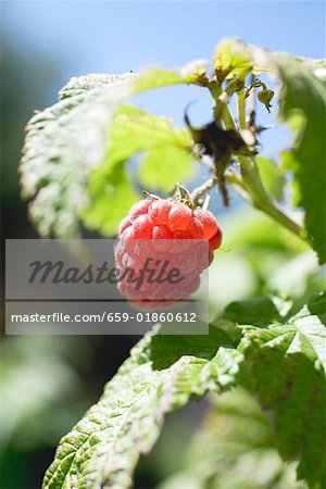 Raspberry on the plant