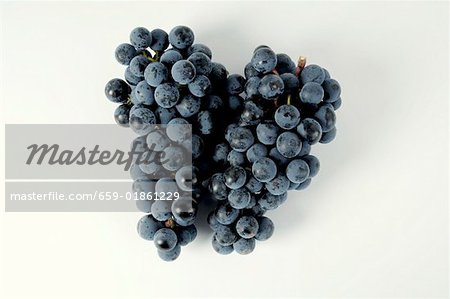 Black grapes, variety Regent