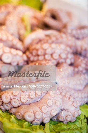 Fresh octopuses at a market
