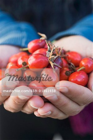 Hands full of rose hips