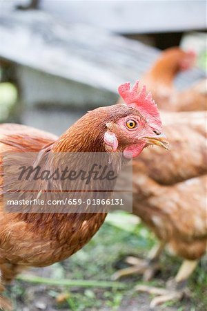 Live hens in the open air